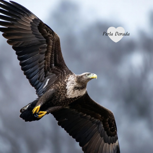 🦅 El Vuelo de la Soberana: El Simbolismo del Águila en la Joyería de Intención